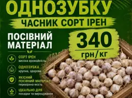 Зображення для оголошення Посівний матеріал озимого часнику сорту Ірен