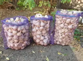 Посадковий часник (чеснок) сорту Любаша