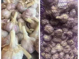 Зображення для оголошення Продам часник сорт Любаша