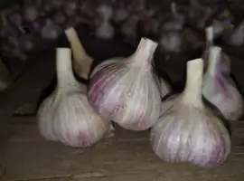 Продам часник на посадку сорту Любаша - 1 репродукція
