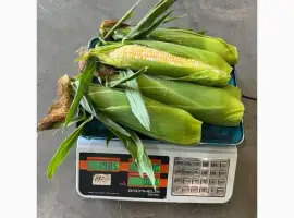 Кукурудза РАКЕЛЬ