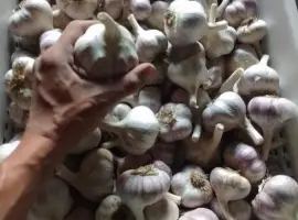 Часник Любаша 1 репродукція