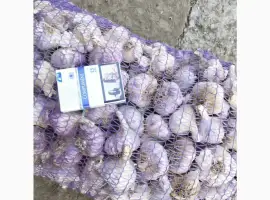 Зображення для оголошення Продам чеснок сорт Любаша