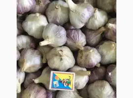 Продам часник сорту Любаша та Дюшес