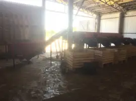 Продам посівний матеріал (однозубка) часника сорту Дюшес