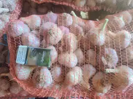 Зображення для оголошення Продам часник сорт Любаша