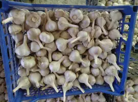 Зображення для оголошення Продам часник сорту Любаша