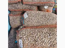 Зображення для оголошення Продам однозубку сорт Любаша
