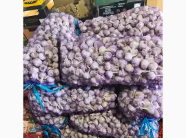 Продам часник сорт Любаша