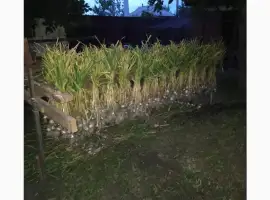 Продам часник Любаша 5
