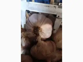 Зображення для оголошення Продам часник на посадку