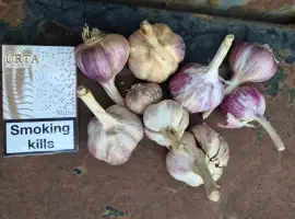 Продам часник