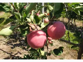 Зображення для оголошення Продам середній Пірус