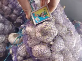 Продам Чеснок сорт Любаша 3т