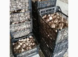 Зображення для оголошення Часник сорт Любаша