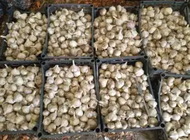 Зображення для оголошення Продам зимній часник.Сорт Любаша