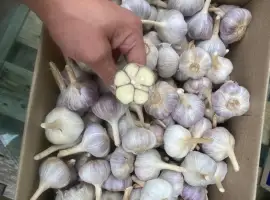 Часник на посадку для споживання