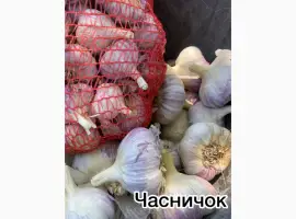 Продам якісний часник сорту Любаша