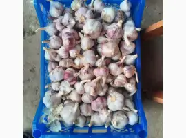 Зображення для оголошення Продам свіжий часник Сорту Любаша
