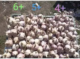 Часник продам