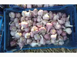 Продам часник любаша