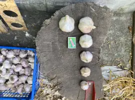 Зображення для оголошення Продам часник
