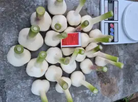 Зображення для оголошення Продам часник
