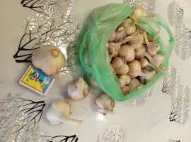 Зображення для оголошення Продам молодий часник сорту Любаша! Приймаю замовлення
