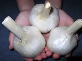 Продам чеснок сорт Рокамболь