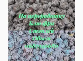 Зображення для оголошення Продам сливу на переработку