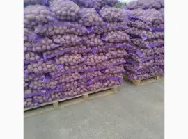 Зображення для оголошення Продам товарну картоплю сорт Белла Роса