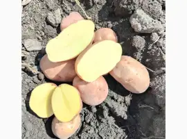 Продам товарну картоплю сорт Аннароза