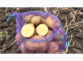 Продаємо картоплю сорт Арізона