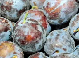 Зображення для оголошення Продам заморожена слива оптом від 5 тонн слива оптом для виробництва Тернопільська обл. Fr