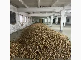 Продам картоплю власного врожаю