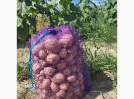 Зображення для оголошення Продам картоплю. Київ