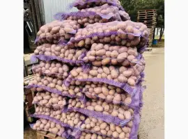 Продаж продовольчої картоплі
