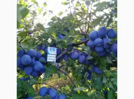 Зображення для оголошення Продам сливу свіжу з саду ТопФіт