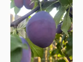 Зображення для оголошення Слива Стенлей Амерс Гарні