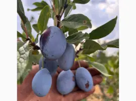 Зображення для оголошення Продам сливу