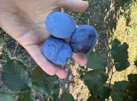 Зображення для оголошення Продам сливу топ хіт