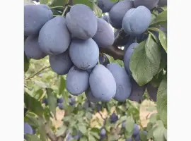 Зображення для оголошення Продам сливу Стенлей з саду
