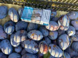 Зображення для оголошення Продам сливу