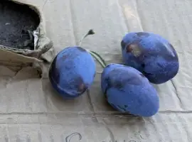 Зображення для оголошення Продам Сливу