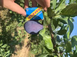 Зображення для оголошення Продам сливу стенлей з саду