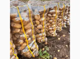 Зображення для оголошення Продам картофель на Экспорт