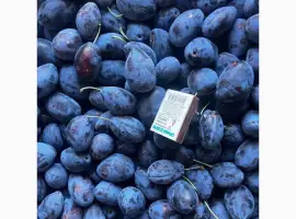 Зображення для оголошення Продам сливу сорта Стенлейн