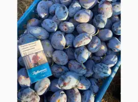 Зображення для оголошення Продам сливу