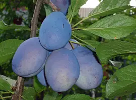 Зображення для оголошення Купим сливу