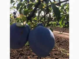 Зображення для оголошення Куплю сливу оптом у производителя